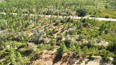 Portulaca Dr, FL 33855 — 26 of 85