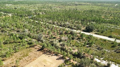Portulaca Dr, FL 33855 — 74 of 85
