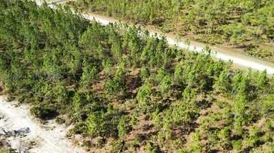 Portulaca Dr, FL 33855 — 15 of 68