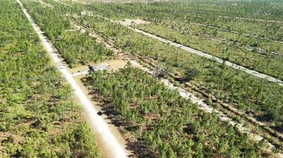 Portulaca Dr, FL 33855 — 30 of 68